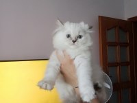 Secereli orjinal silver chinchilla yavrular