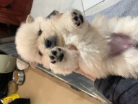 Spitz yavrular