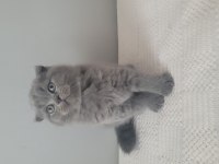 Kendi kedimin scottish fold yavruları sahiplendireceğim