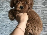 TOYPOODLE YAVRULARIMIZ 