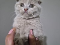 Scottish fold lilac fawn