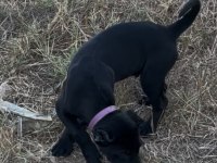 Safkan Cane Corso