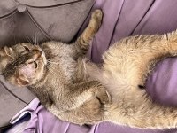 Scottish Fold NY25 3 Yaşında