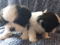 Anne ve baba safkan shih tzu bebişler