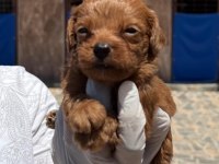 Sevimli maltipoo yavrularımız