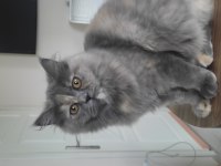 9 aylık dişi british Longhair