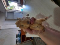 Peruvan ginepig yavruları