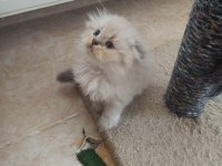 Scottish Fold Yavrumuz