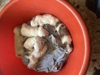 Yavru Puppy Köpekler
