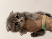 Scottish Fold Ve Straight Kediler