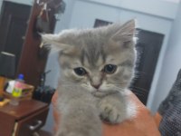 Scottish fold yavrular