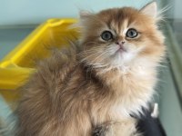 Show kalite golden longhair british yavrularımız