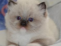 FULL ŞECERELİ RAGDOLL YAVRULARI