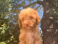 Maltipoo Yavrular Adrese Gönderim ve Kapıda Ödeme Vardır
