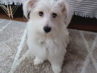Maltese terrier 1 yaşında