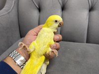 BEBEK MONK PAPAĞANI MUTASYON SARI
