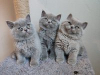 Ayıcık safkan british shorthair yavrularımız