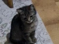 SOKAKTA BULDUK ANNESI BIRAKMIS YAVRU KEDI OYUNCU