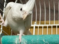 albino lutino kafes sultan
