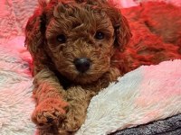 Ruhsatlı Köpek Çiftliğinden Toypoodle Yavrularımız 