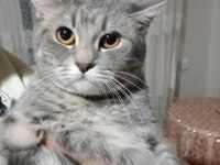 Kedimiz Lia hanıma çiftleşeceği eş arıyoruz