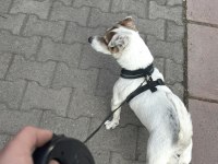 ÜCRETSİZ SAHİPLENDİRME KÖPEĞİMİZ