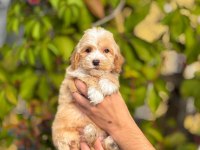 Pamuk Gibi Maltipoo Bebekler Aile Ortamında Büyüdü