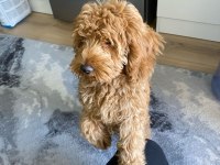 Muhteşem tüy yapısı ile çipli toy poodle