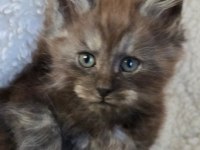 Black smoke erkek üst kaliteli maine coon