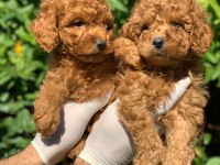 Red Toy Poodle Yavru