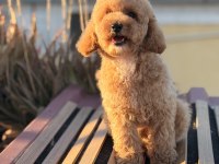 Üst kalite toy poodle