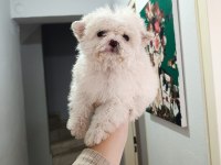Maltipoo yavru köpekler