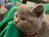 Minik yavru british shorthair