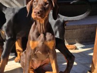 En iyisini arayana çivi gibi doberman yavrular