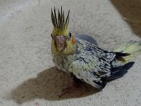 Yerli üretim sağlıklı sultan papağanları
