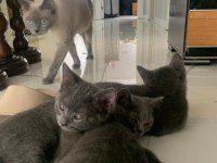 British shorthair yavru kediler
