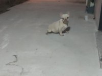 FRENCH BULLDOG 0 BURUN 0 KUYRUK