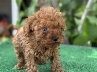 EXOTIC PET CLUBDAN IRK VE SAĞLIK GARANTİLİ POODLE