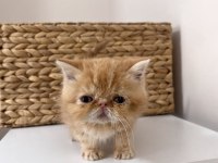 Şecereli Exotic Shorthair Bebekler