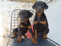 Doberman yavrularımız
