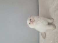 Kendi kedimin scottish fold yavruları sahiplendireceğim