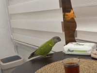 Full evcil oyuncu tam bir oyun hamuru papağanımız