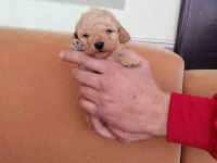 Dişi ve erkek mevcut poodle
