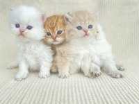 British shorthair ve longhair yavrular