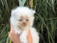 Exotic Himalayan Yavrularımız