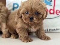 Ankarada Wc eğitimli  kore maltipoo lar ziyarete açık