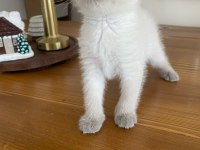 YAVRU KEDİLER