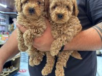 Tea Cup Sağlıklı Poodle