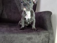 French bulldog yavru köpeklerimiz