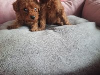 A kalite kore kan toy poodle yavrular